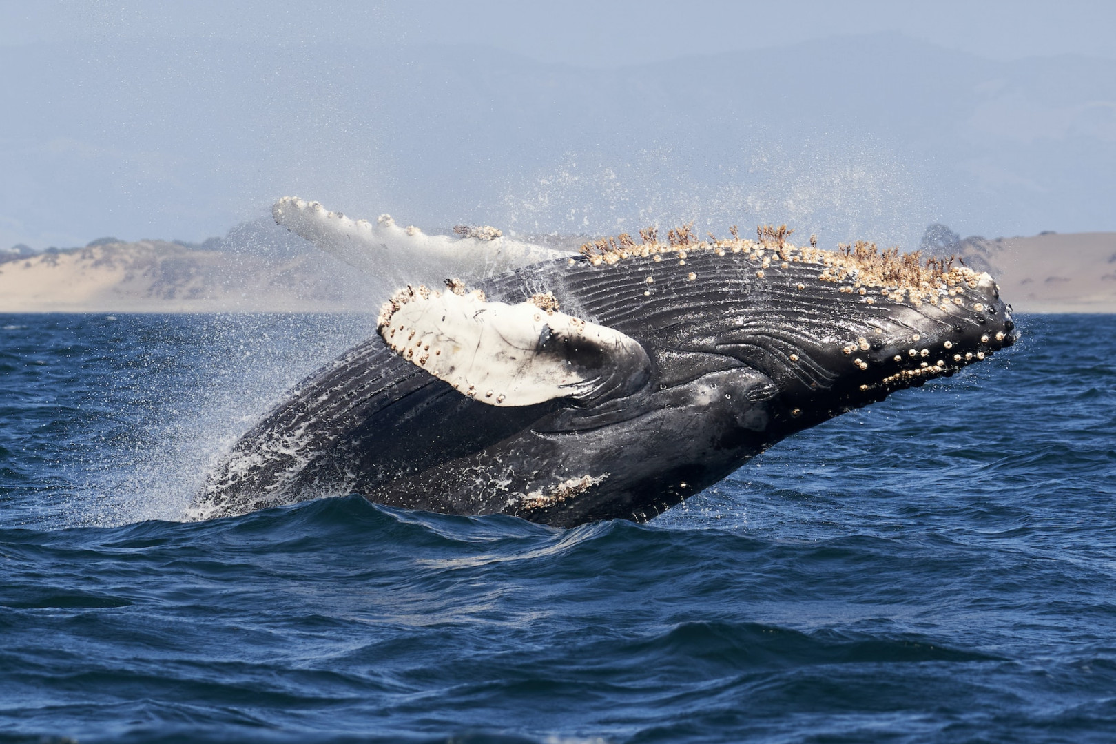 Festivale des baleines a l' Île Sainte-Marie 2023